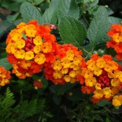 Dallas Red Lantana -Evergreen Trees Sales Store Dallas Red lantana 4