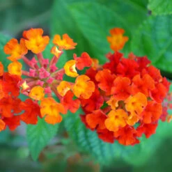 Dallas Red Lantana -Evergreen Trees Sales Store Dallas Red lantana 7 FGTjpg