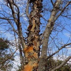 DannaSpire Columnar Elm Tree -Evergreen Trees Sales Store Danaspire Elm 1