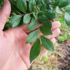 DannaSpire Columnar Elm Tree -Evergreen Trees Sales Store Danaspire Elm 2