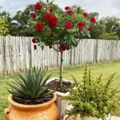 Dancing In The Dark™ Rose Tree -Evergreen Trees Sales Store Dancing in the Dark 2