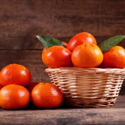 Dancy Tangerine Tree 8 Dancy Tangerine Tree -Evergreen Trees Sales Store Dancy Tangerine 1 FGT