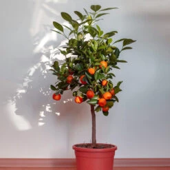 Dancy Tangerine Tree 7 Dancy Tangerine Tree -Evergreen Trees Sales Store Dancy Tangerine 2 FGT