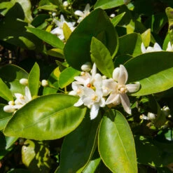 Dancy Tangerine Tree 9 Dancy Tangerine Tree -Evergreen Trees Sales Store Dancy Tangerine 7