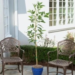 Condo™ Avocado Tree -Evergreen Trees Sales Store Day Condo Avocado 1