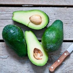 Condo™ Avocado Tree -Evergreen Trees Sales Store Day Condo Avocado 5 FGT