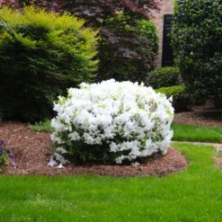 Delaware Valley White Azalea 8 Delaware Valley White Azalea -Evergreen Trees Sales Store Delaware Valley Azalea FGT 2