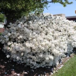 Delaware Valley White Azalea 9 Delaware Valley White Azalea -Evergreen Trees Sales Store Delaware Valley Azalea FGT 3