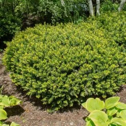 Dense Spreading Yew -Evergreen Trees Sales Store Dense spreading yew 1