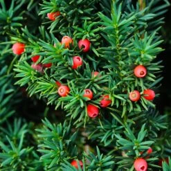 Dense Spreading Yew -Evergreen Trees Sales Store Dense spreading yew 3 FGT