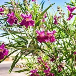 Bubba Jones Desert Willow -Evergreen Trees Sales Store Desert WIllow Bubba Jones 1