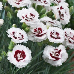 Scent First® Coconut Surprise Dianthus Plant -Evergreen Trees Sales Store Dianthus Coconut Sundae 2