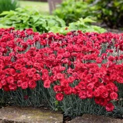 Fruit Punch® ‘Maraschino’ Dianthus -Evergreen Trees Sales Store Dianthus Fruit Punch 2