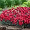 Fruit Punch® ‘Maraschino’ Dianthus