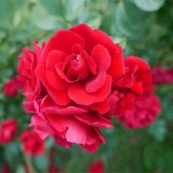 Don Juan Climbing Rose -Evergreen Trees Sales Store Don Juan 1 FGT