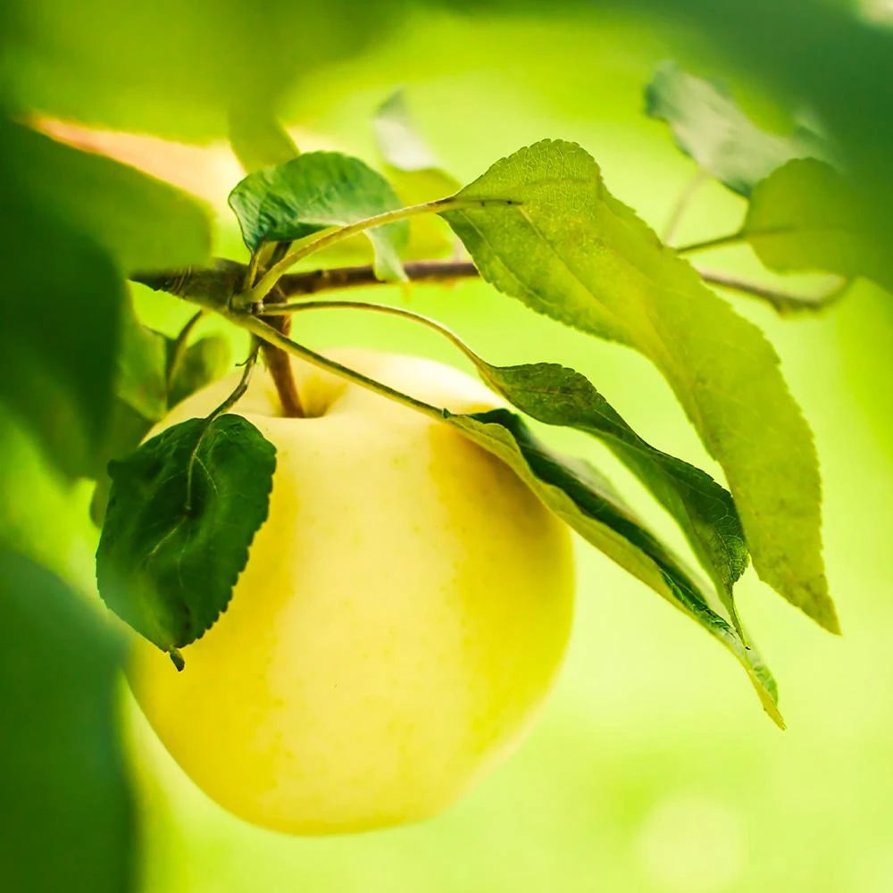 Dorsett Golden Apple Tree 2 Dorsett Golden Apple Tree - Image 2