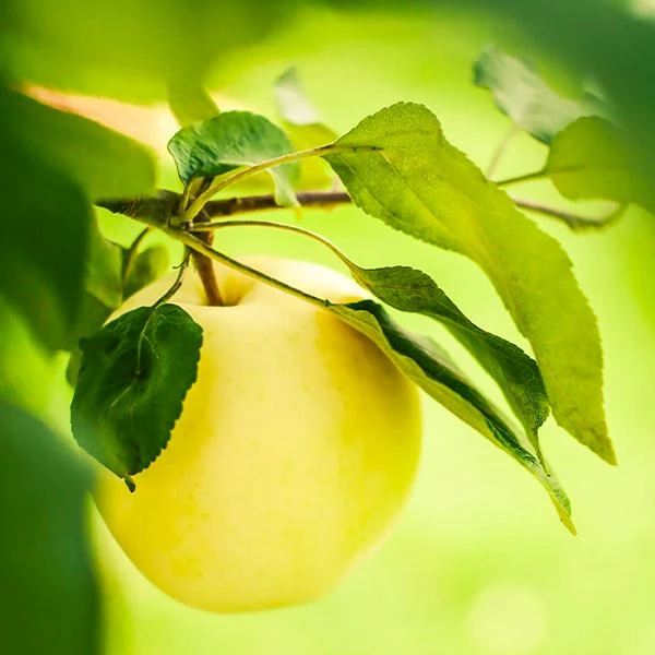 Dorsett Golden Apple Tree 1 Dorsett Golden Apple Tree