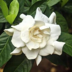 Double Blooming Gardenia Tree -Evergreen Trees Sales Store Double Blooming Gardenia 3 FGT
