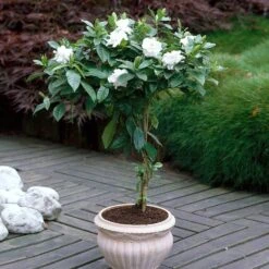 Double Blooming Gardenia Tree -Evergreen Trees Sales Store Double Blooming Gardenia 6 FGT