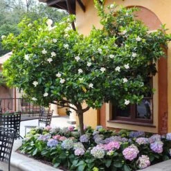 Double Blooming Gardenia Tree -Evergreen Trees Sales Store Double Blooming Gardenia Tree 6