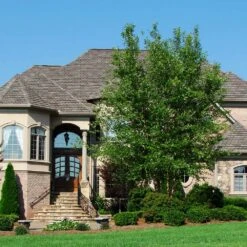 Dura Heat® River Birch 6 Dura Heat® River Birch -Evergreen Trees Sales Store Dura Heat River Birch 1