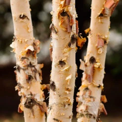 Dura Heat® River Birch 7 Dura Heat® River Birch -Evergreen Trees Sales Store Dura Heat River Birch 4