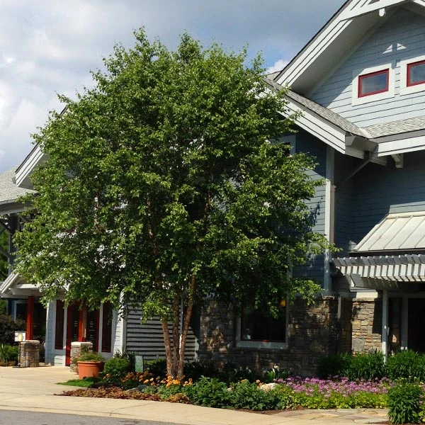 Dura Heat® River Birch 1 Dura Heat® River Birch