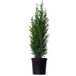 Dwarf Italian Cypress -Evergreen Trees Sales Store Dwarf Italian Cypress 800 Mainimage FGT