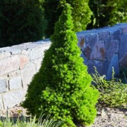 Dwarf Alberta Spruce -Evergreen Trees Sales Store Dwarf ALberta ALberta Spruce 3 FGT