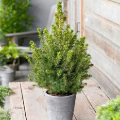 Dwarf Alberta Spruce -Evergreen Trees Sales Store Dwarf ALberta ALberta Spruce 5 FGT