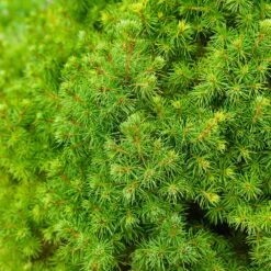 Dwarf Alberta Spruce -Evergreen Trees Sales Store Dwarf ALberta ALberta Spruce 6