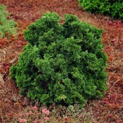 Dwarf Hinoki Cypress Shrub 8 Dwarf Hinoki Cypress Shrub -Evergreen Trees Sales Store Dwarf Hinoki Cypress 1