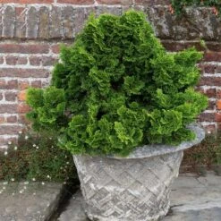 Dwarf Hinoki Cypress Shrub 9 Dwarf Hinoki Cypress Shrub -Evergreen Trees Sales Store Dwarf Hinoki Cypress 2
