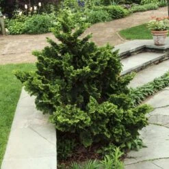 Dwarf Hinoki Cypress Shrub 7 Dwarf Hinoki Cypress Shrub -Evergreen Trees Sales Store Dwarf Hinoki Cypress 3