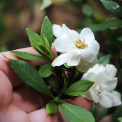 Dwarf Radicans Gardenia -Evergreen Trees Sales Store Dwarf Radicans Gardenia 6