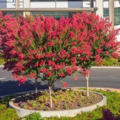 Dynamite Crape Myrtle -Evergreen Trees Sales Store Dynamite Crape Myrtle single trunk