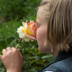 Euphoria® Rose Shrub -Evergreen Trees Sales Store EUphoria Rose Tree 1