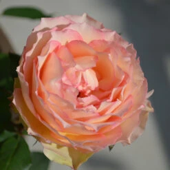 Euphoria® Rose Shrub -Evergreen Trees Sales Store EUphoria Rose Tree 2