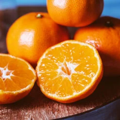 EasyPeel Clementine Tree -Evergreen Trees Sales Store Easy Peel Clementine 4 FGT