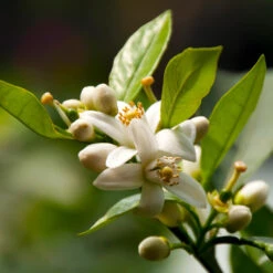 EasyPeel Clementine Tree -Evergreen Trees Sales Store Easy Peel Clementine 5