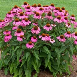 PowWow® Wild Berry Coneflower (Echinacea) -Evergreen Trees Sales Store Echinacea Pow Wow Wildberry 1