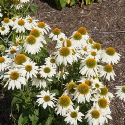 PowWow® White Coneflower (Echinacea) -Evergreen Trees Sales Store Echinacea PowWow WHite 2