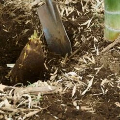 Edible Bamboo Plant -Evergreen Trees Sales Store Edible Bamboo 5 FGT