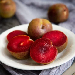 Elephant Heart Plum Tree -Evergreen Trees Sales Store Elephant Heart Plum 1