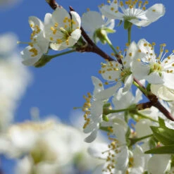 Elephant Heart Plum Tree -Evergreen Trees Sales Store Elephant Heart Plum 2