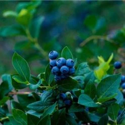 Elliot Blueberry Bush -Evergreen Trees Sales Store Elliot Blueberry 450 D1