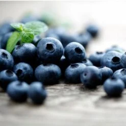 Elliot Blueberry Bush -Evergreen Trees Sales Store Elliot Blueberry 450 D2