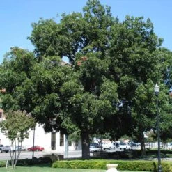Elliot Pecan Tree -Evergreen Trees Sales Store Elliot Pecan 1 FGT