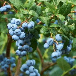Evergreen Trees Sales Store -Evergreen Trees Sales Store Emerald Blueberries 2