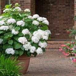 Endless Summer® Blushing Bride Bigleaf Hydrangea Shrub -Evergreen Trees Sales Store Endless Summer Blushing Bride 3 FGT